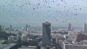 Σκηνές «Αποκάλυψης» στο Τελ Αβίβ: Χιλιάδες κοράκια «σκέπασαν» τον ουρανό!