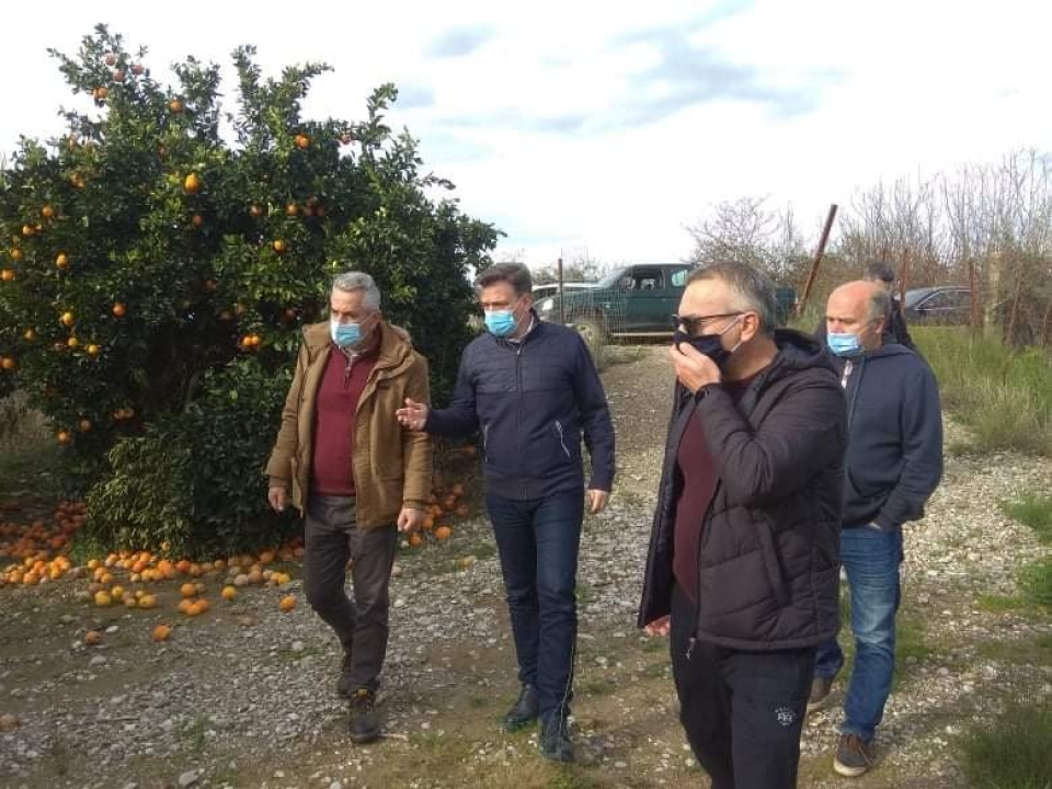 Θ. Μωραΐτης: «Σε απόγνωση οι παραγωγοί εσπεριδοειδών της Αιτωλοακαρνανίας»