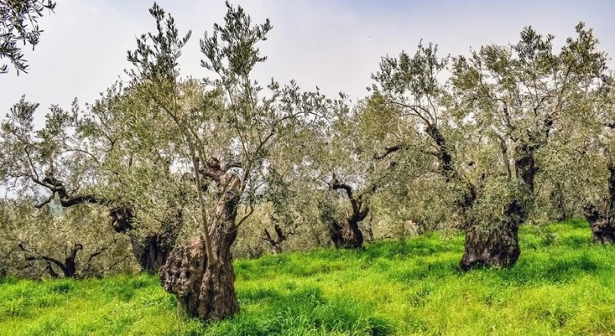 Eρώτηση ΠΑΣΟΚ-ΚΙΝΑΛ: «Προβλήματα ενόψει της έναρξης της ελαιοκομικής περιόδου λόγω έλλειψης εργατών γης»