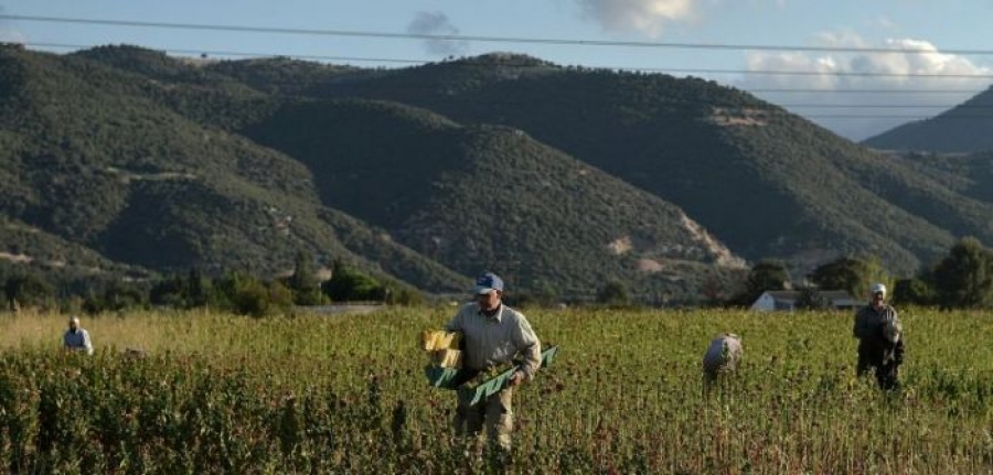 Δουλειές στα χωράφια σε χιλιάδες πρόσφυγες και μετανάστες