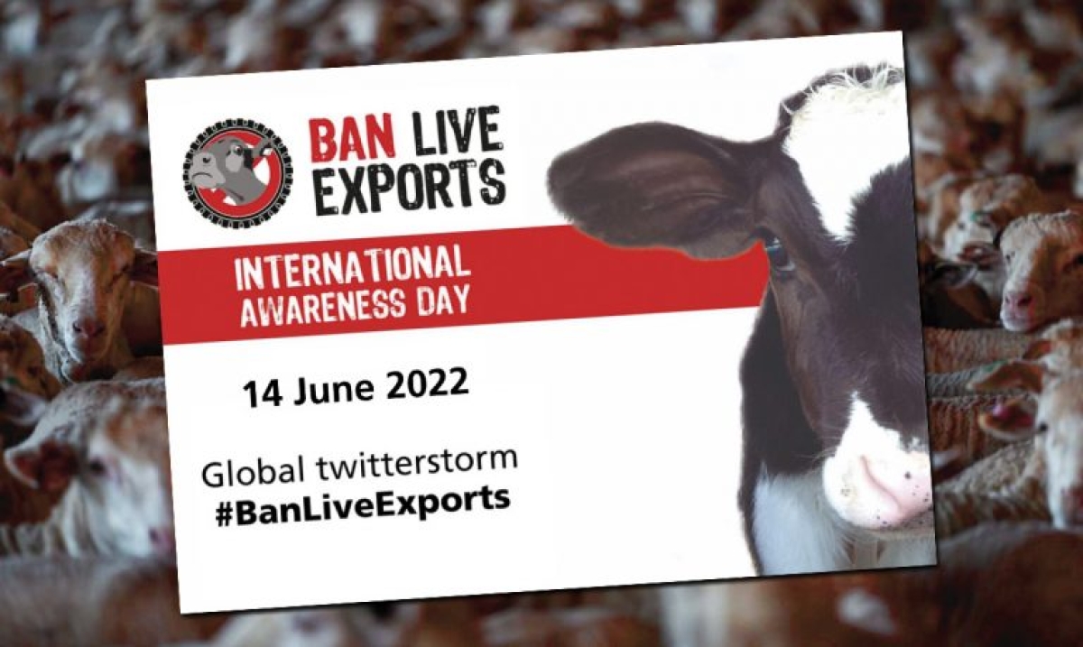 Ban Live Exports: Stop στους βασανισμούς και τον θάνατο χιλιάδων ζώων κατά τις μεταφορές. Έκκληση των Πράσινων προς τον Υπουργό Αγροτικής Ανάπτυξης