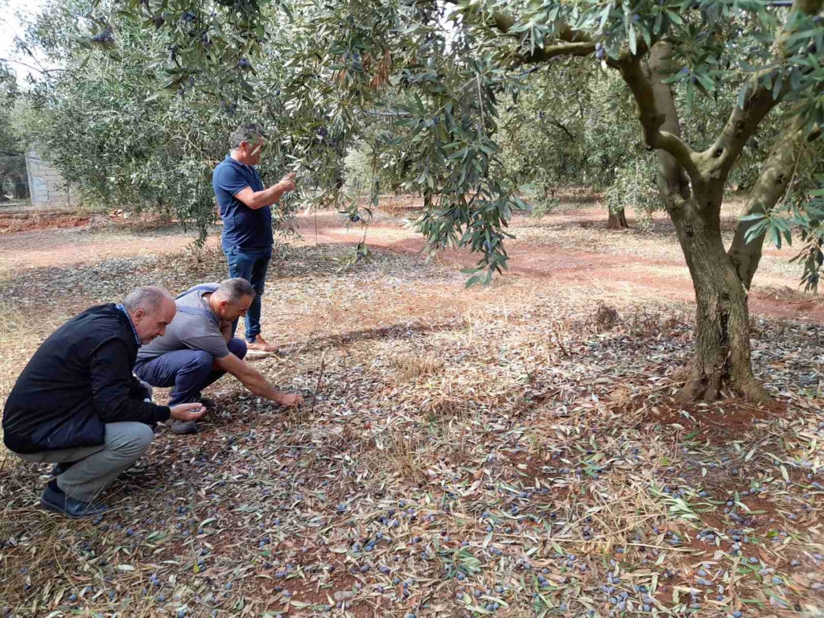 Ερώτηση ΚΚΕ για τις ζημιές στην ελαιοπαραγωγή στην Αιτωλοακαρνανία από την ακαρπία